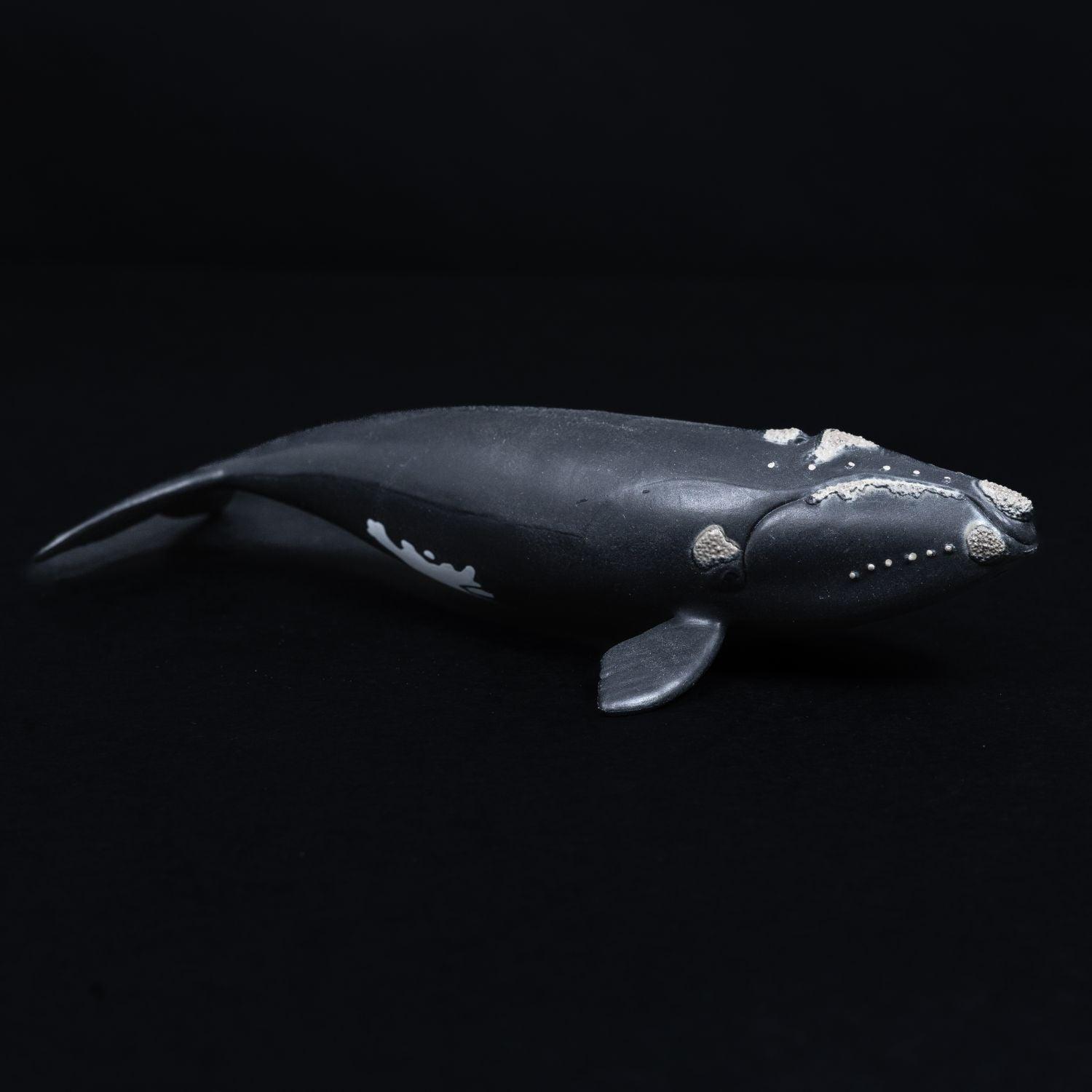 schleich-tier-figur-nordatlantischer-glattwal-modell-14878-mit-faehnchen-5 - Utopia Collectibles